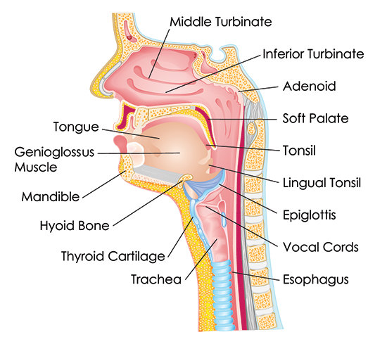 Ent Surgeon in judges bunglow