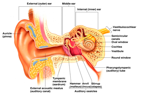 Micro ear surgery doctor in satellite