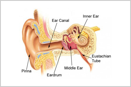 Ent Surgeon in Jodhpur